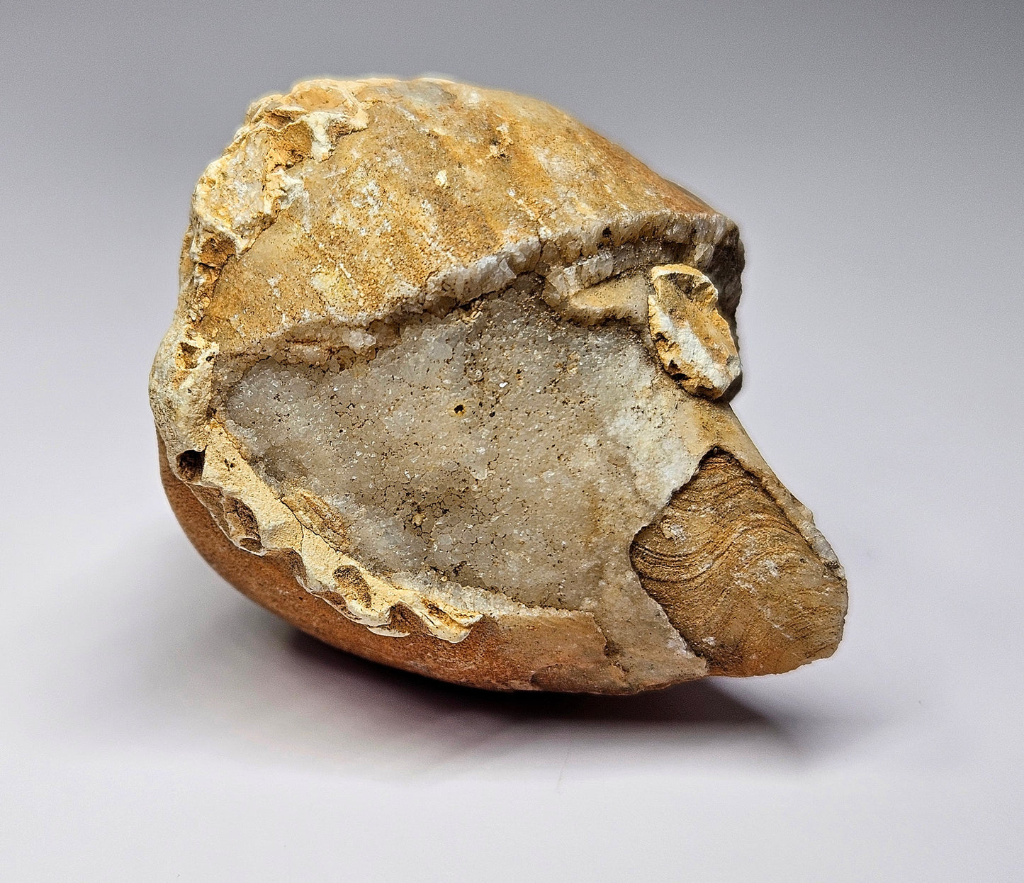 Gastropod fossil