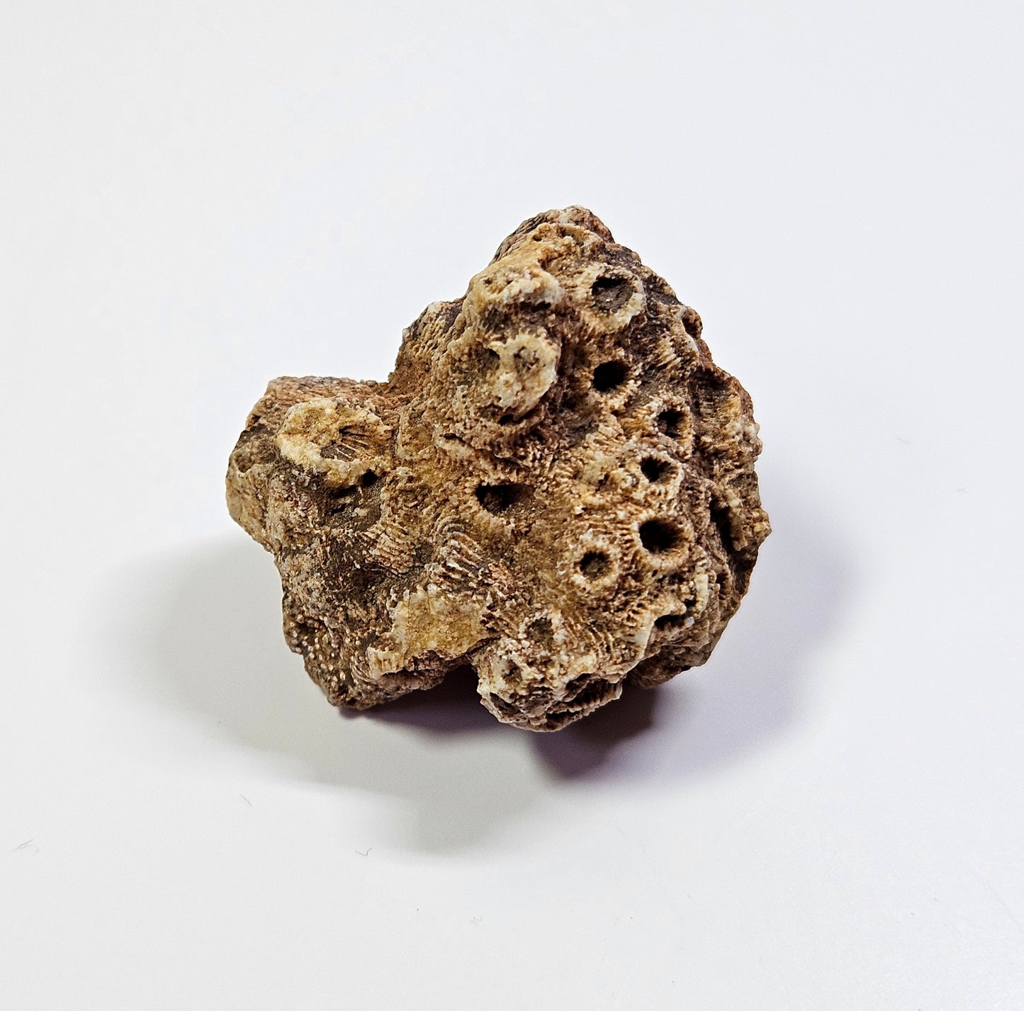 Arizona coral fossil