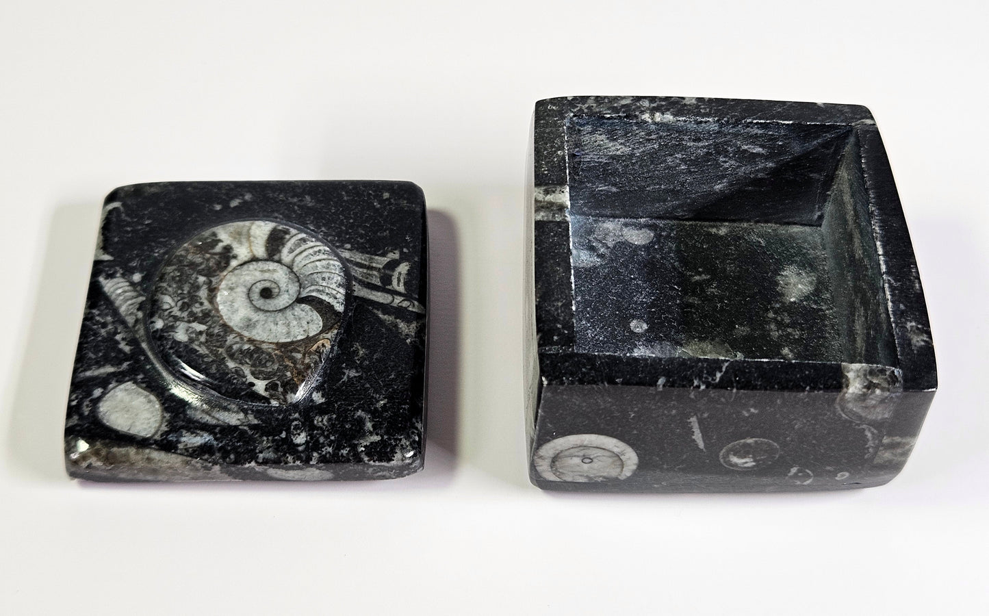 Orthoceras x Ammonite fossil trinket box