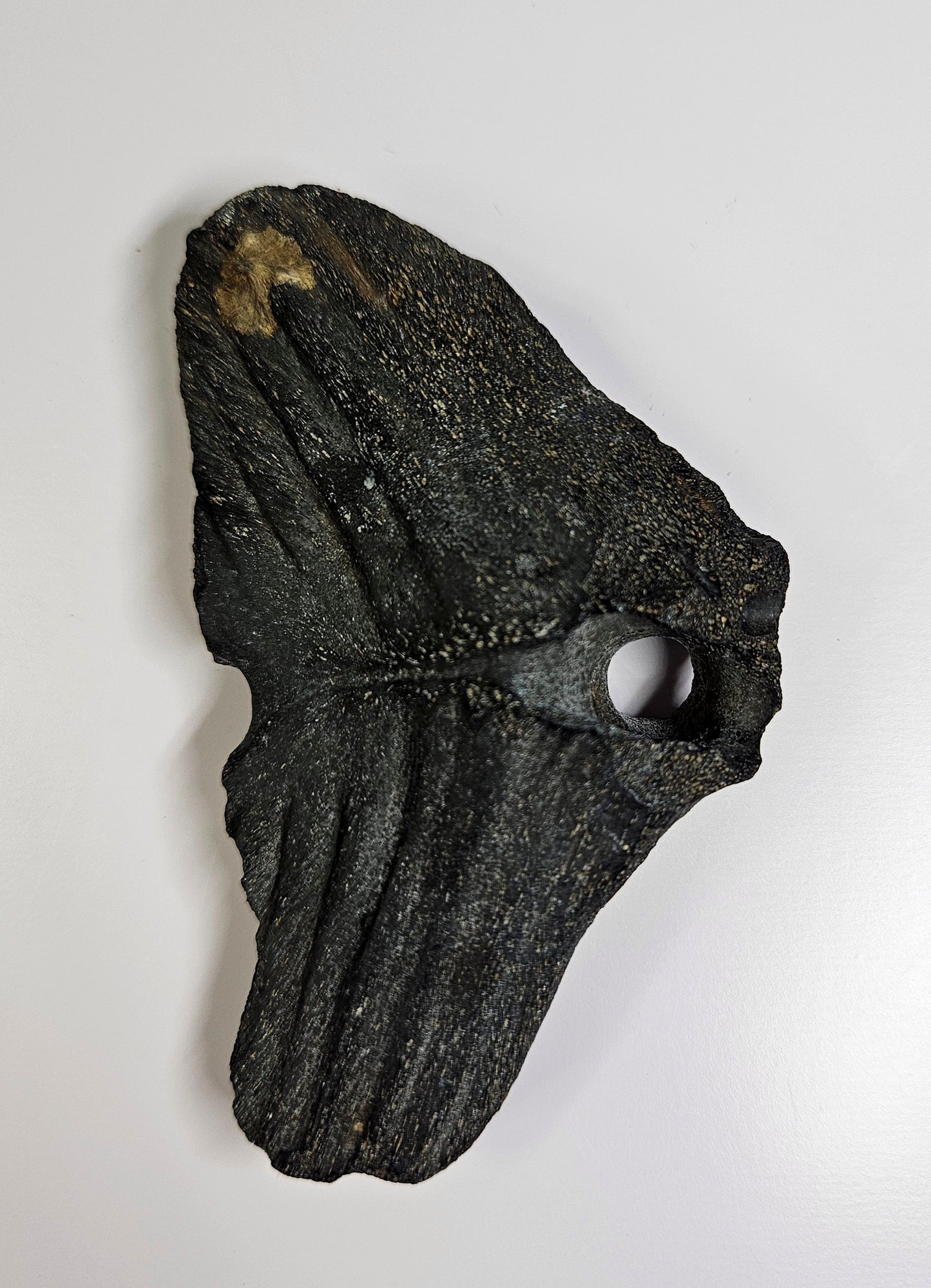 South Carolina ice age bone fossil