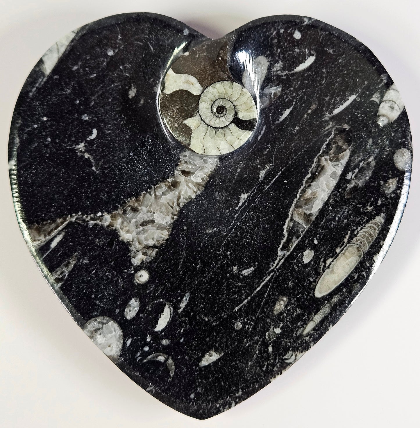 Orthoceras x Ammonite fossil bowl