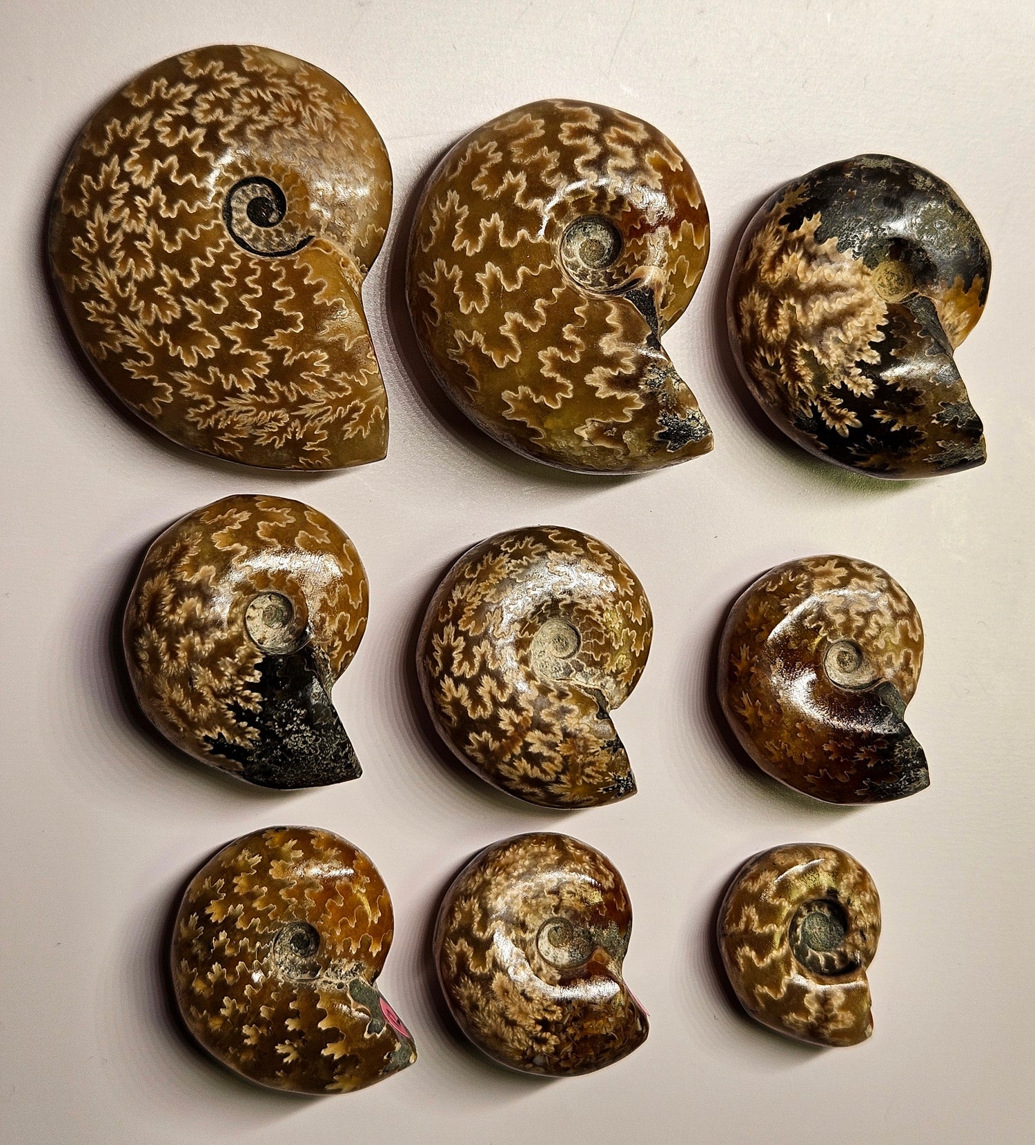 Fossils