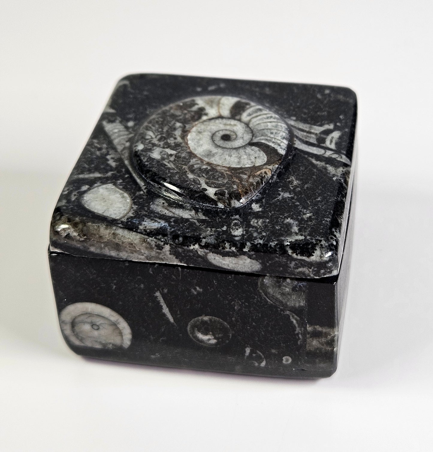 Orthoceras x Ammonite fossil trinket box