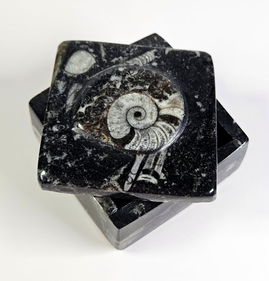 Orthoceras x Ammonite fossil trinket box