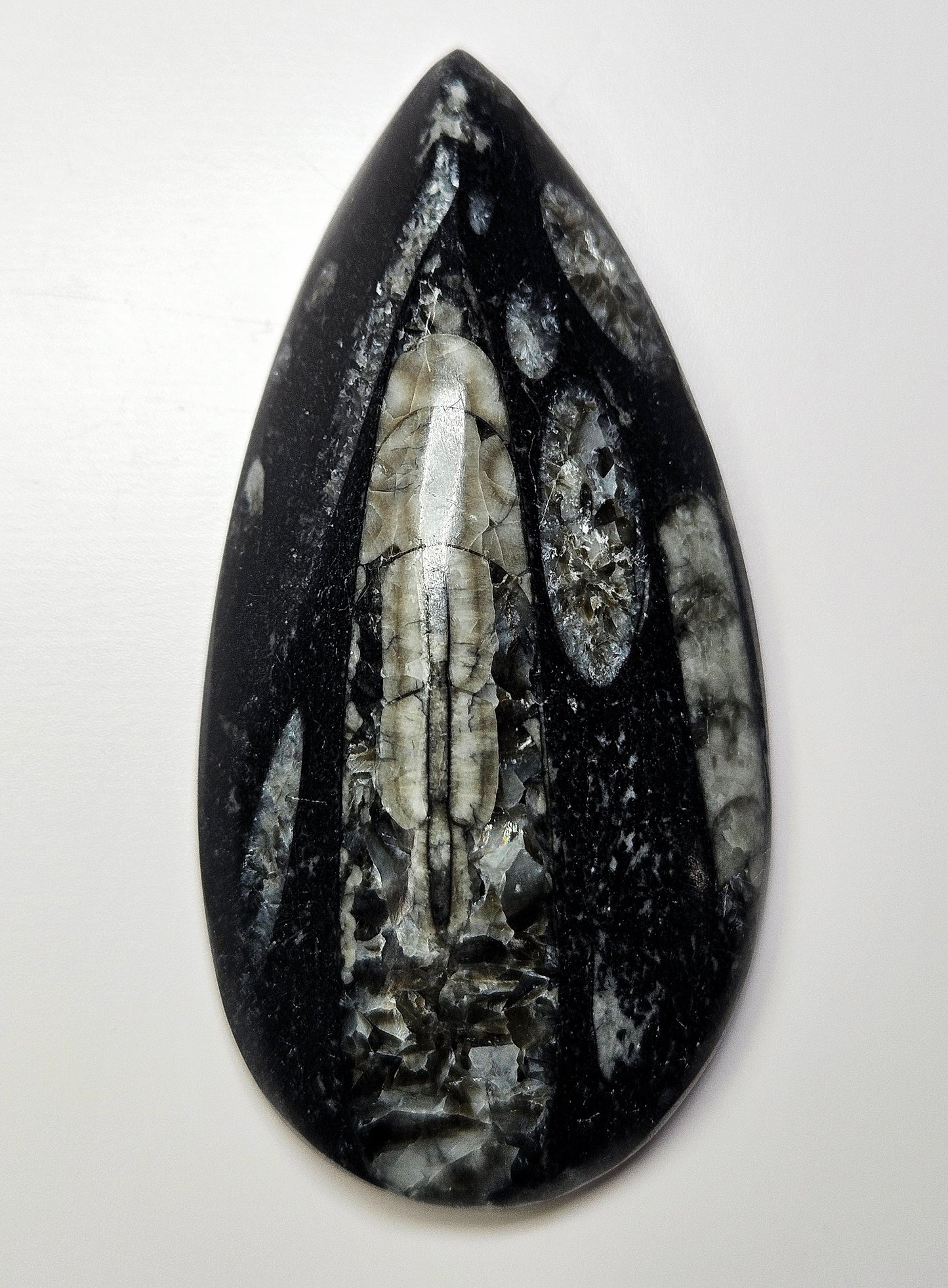 Orthoceras fossil