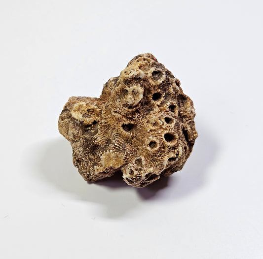 Arizona coral fossil