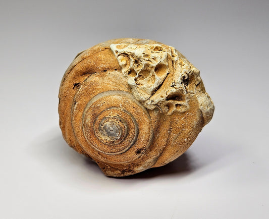 Gastropod fossil