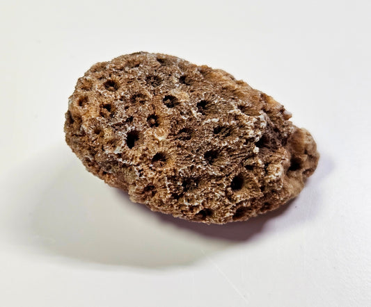 Arizona coral fossil