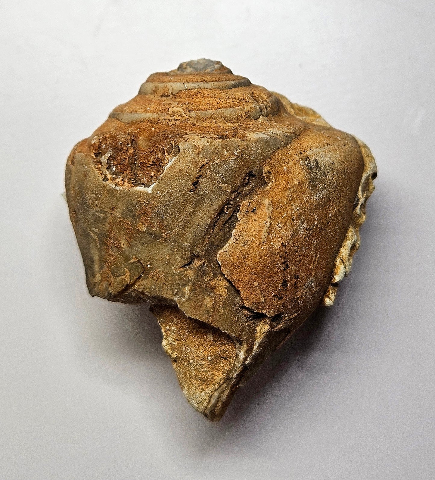 Gastropod fossil