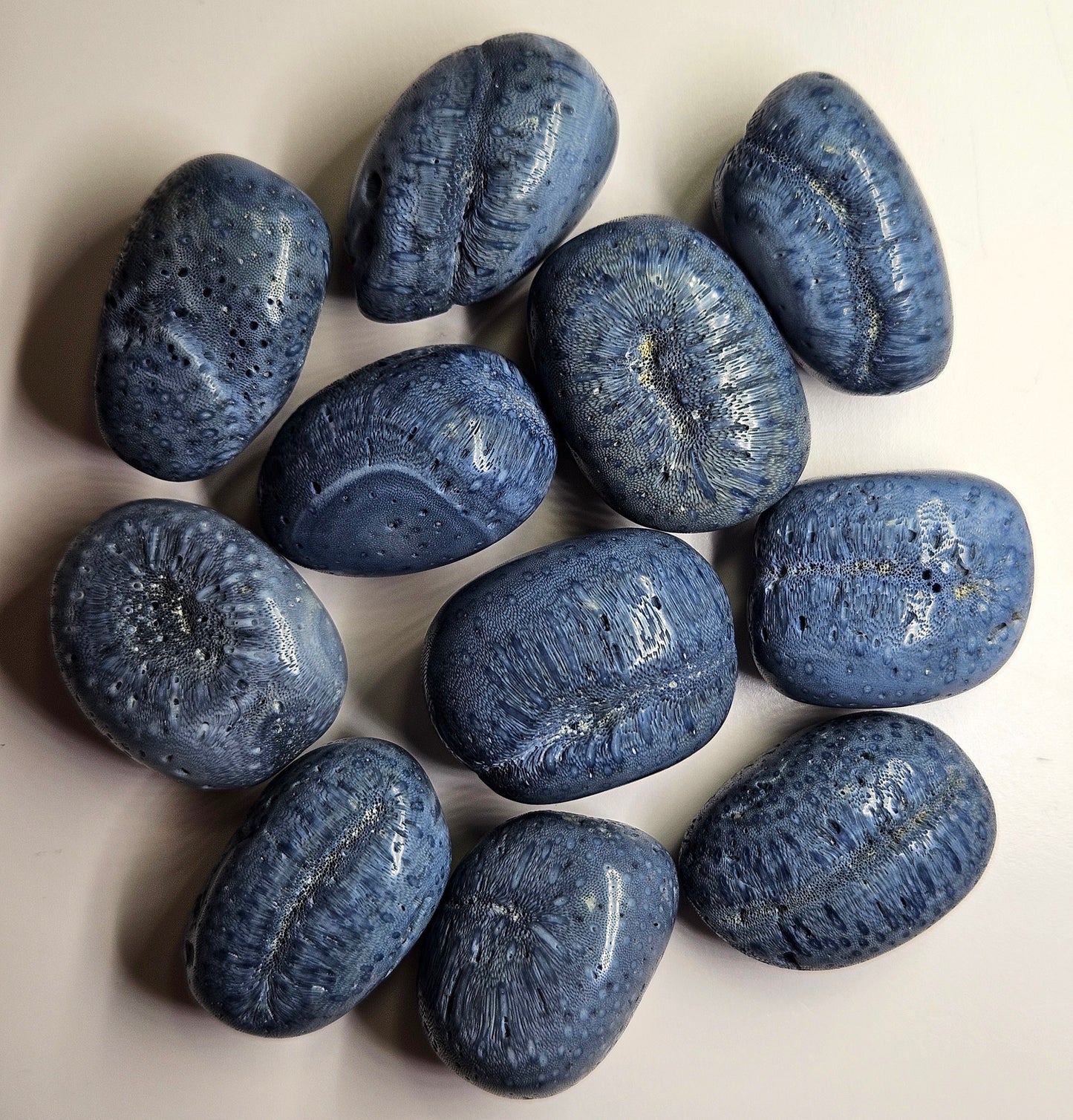 Blue coral fossil tumble [1pc]