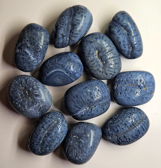 Blue coral fossil tumble [1pc]