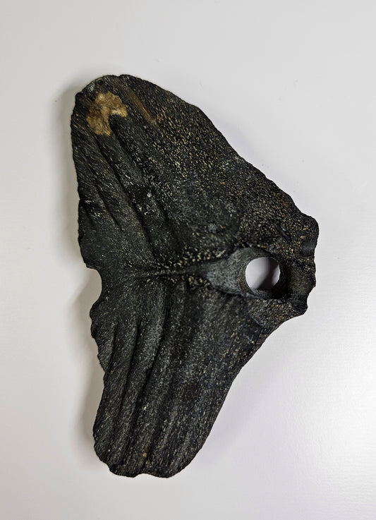 South Carolina ice age bone fossil