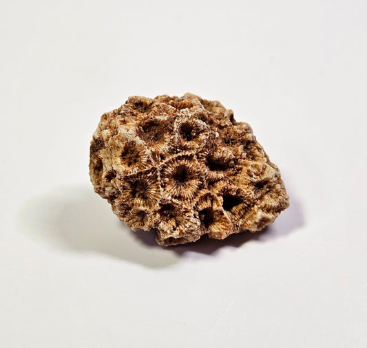 Arizona coral fossil