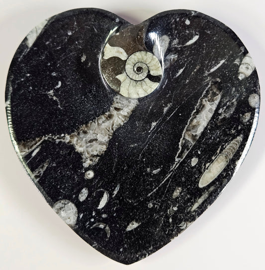 Orthoceras x Ammonite fossil bowl
