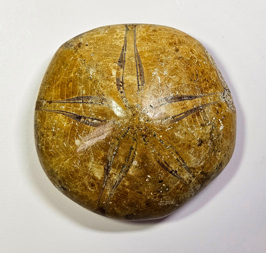 Sand dollar fossil