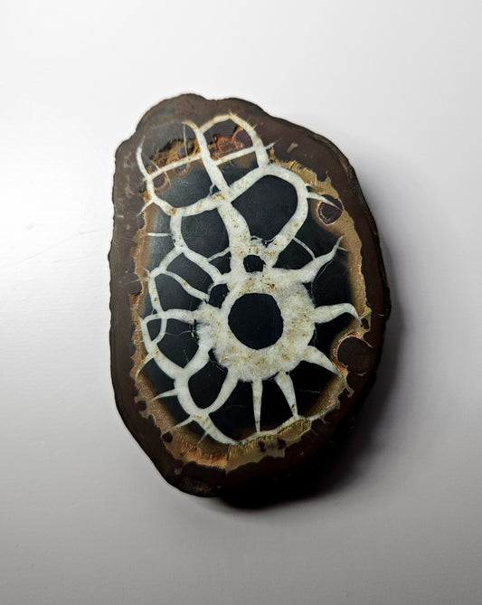 Septarian nodule slice